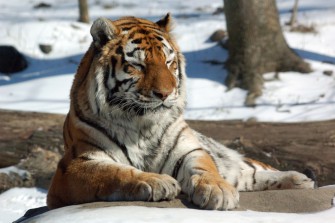 Wahnsinn auf der Tierfarm