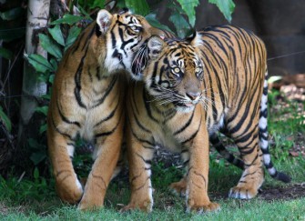 Asien: Tiger unter Druck