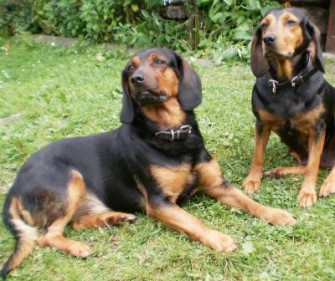 „Dog Walk Day“ in Lüneburg