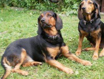 Wildernde Hunde in Garmisch-Partenkirchen