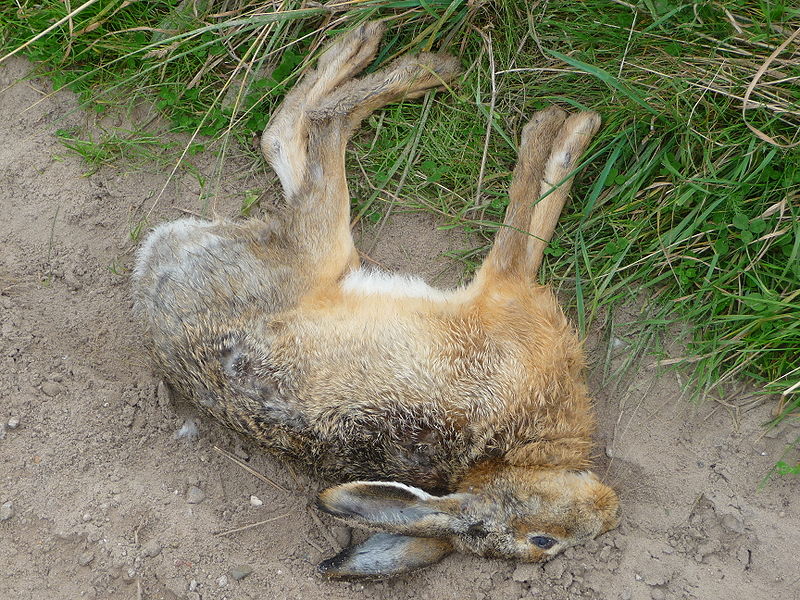 toter_feldhase-wiki-4028mdk09.JPG