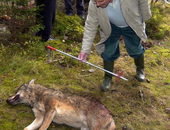 Wolf von Polizist getötet