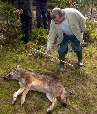 Wolf von Polizist getötet