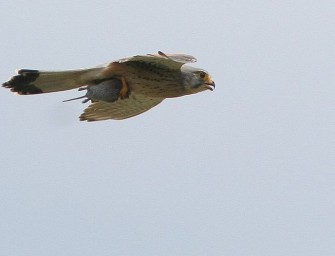 Rückenwind für Turmfalken