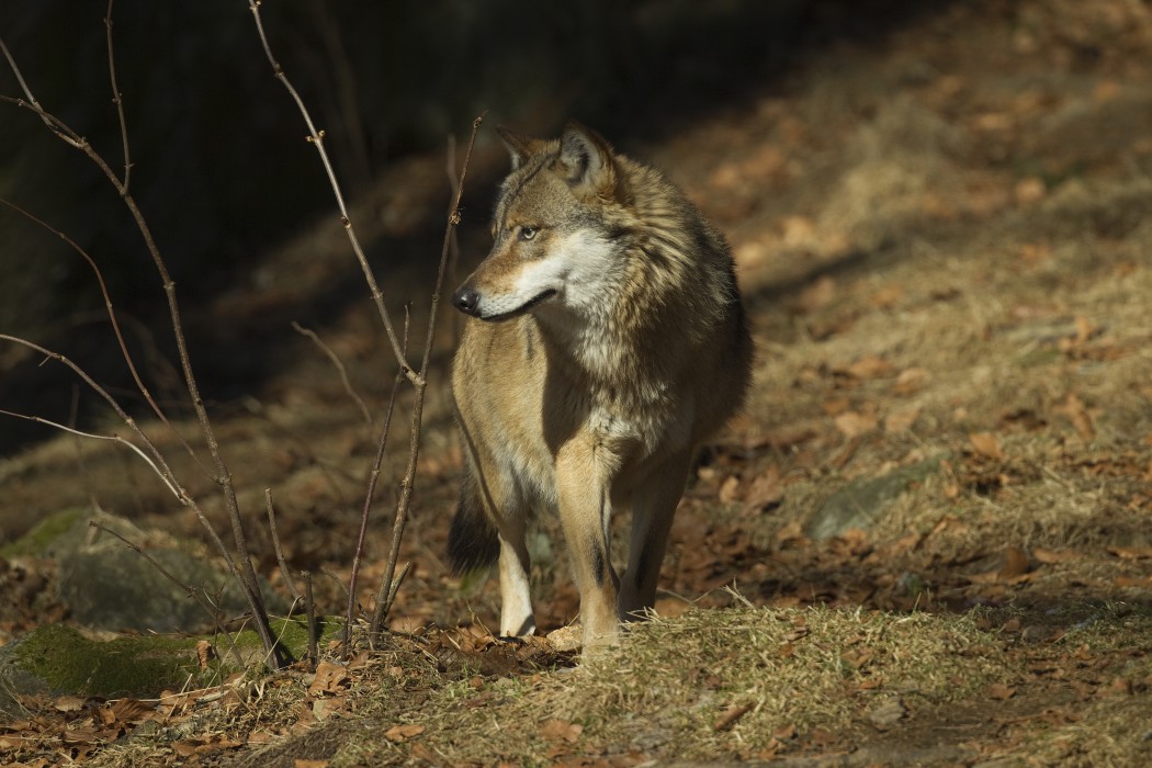 Wolf sichert