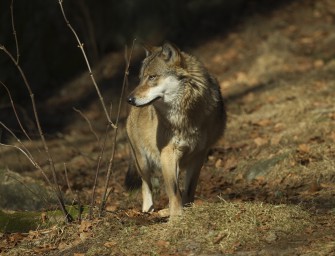 Wolf nun auch im Isental fotografiert