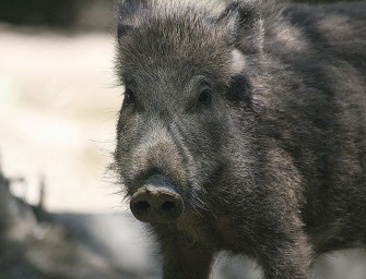 Leitlinien für Sauen-Übungsgatter