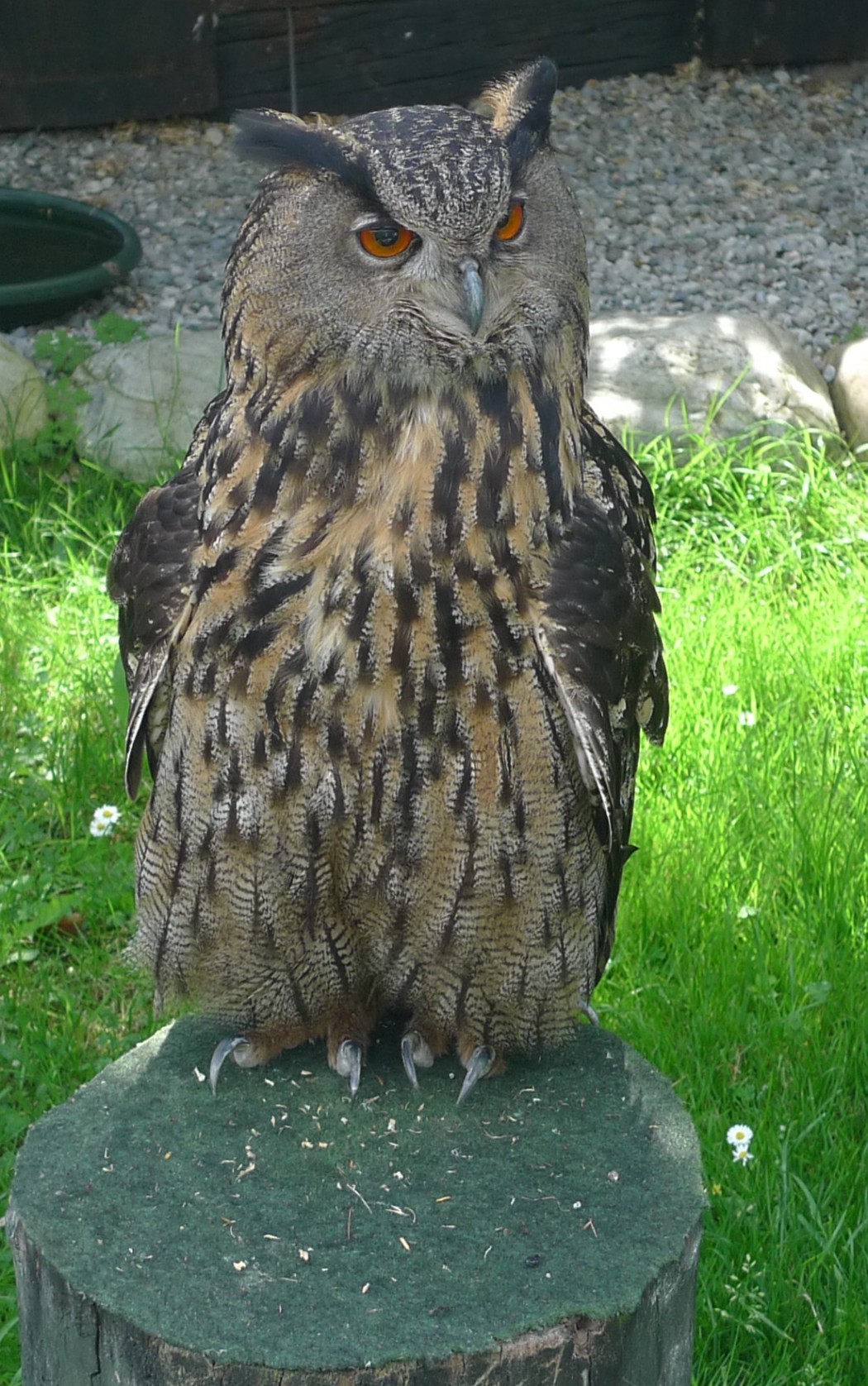 uhu.jpg