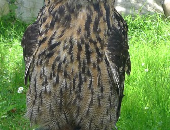 BUND klagt gegen Hochspannungsleitung