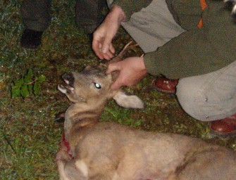 Alb-Donau-Kreis: Jäger verweigern ab sofort die Beseitigung von Fallwild