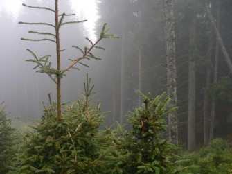 Brandenburg: Strategien zur Vermeidung von Verbissschäden