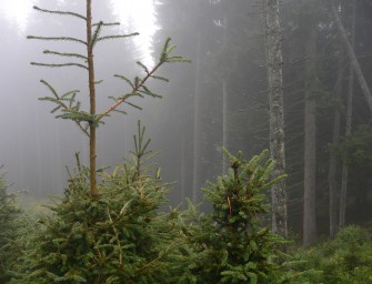 Brandenburg: Strategien zur Vermeidung von Verbissschäden