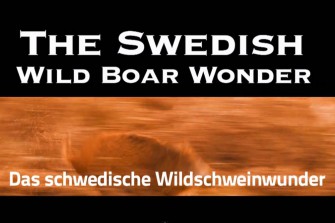 SAUEN kommt zurück!