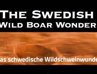 SAUEN kommt zurück!