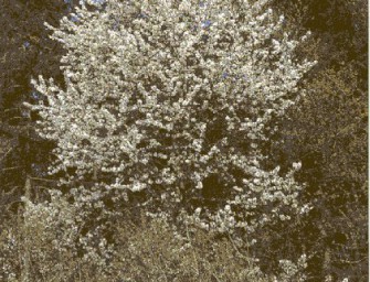 Baum des Jahres 2010: Die Vogelkirsche