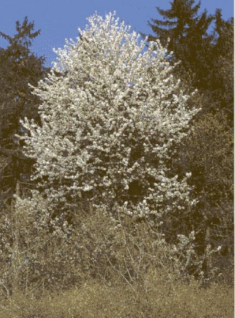 Baum des Jahres 2010: Die Vogelkirsche