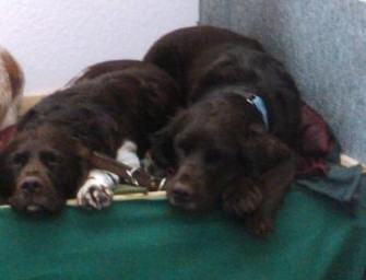 Mecklenburg-Vorpommern: Hunde nach vierzehntägiger Jagd zurück