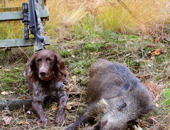 Immer mehr Schalenwild in Europa