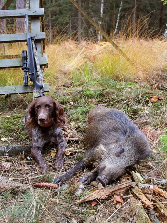 Immer mehr Schalenwild in Europa
