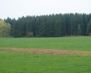Wälderzukunft auf spanisch
