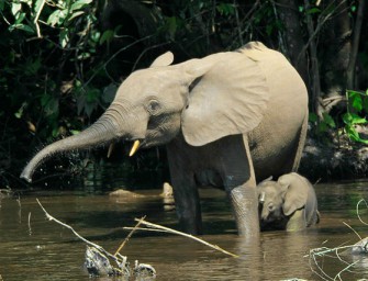 Gabuns Waldelefanten stark bedroht