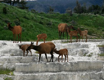 Bedroht Jagd den Genpool?