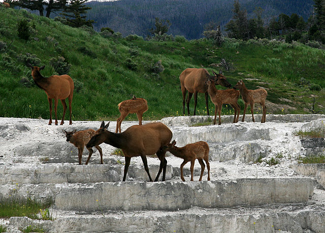 wapiti-wikiped-brocken_inaglory.jpg