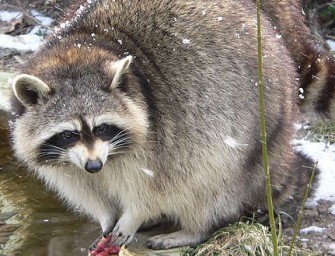 Sendung Fakt ist! zum Thema Jagd