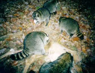 Waschbär erobert Thüringen