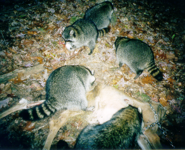 waschbaeren-fressen-deer_wikiped_plos.jpg