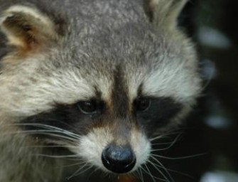 Rekordzahlen in der Waschbärenpopulation
