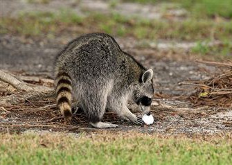 Thüringens Jäger kämpfen mit Waschbärplage