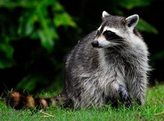 Verschiebung des Populationsschwerpunktes beim Waschbär