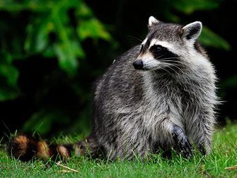 Verschiebung des Populationsschwerpunktes beim Waschbär