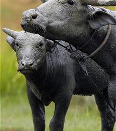 Baden-Württemberg: Jagd auf einen Wasserbüffel