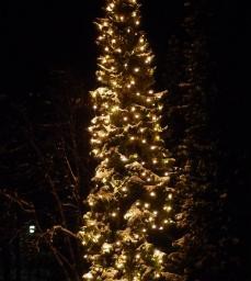 Brandenburg: Vorsicht tieffliegende Weihnachtsbäume!