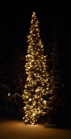 Brandenburg: Vorsicht tieffliegende Weihnachtsbäume!