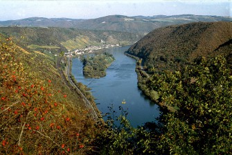 Schweine wüten im Wein