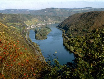 Schweine wüten im Wein