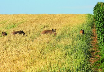 Feldjagd auf Sauen