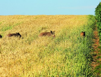 Feldjagd auf Sauen