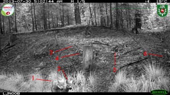 Wolfsnachwuchs im Sechserpack