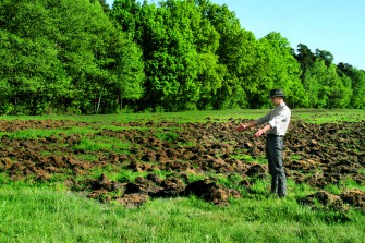 Wildschweinplage in Norditalien
