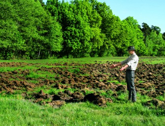 Wildschweinplage in Norditalien