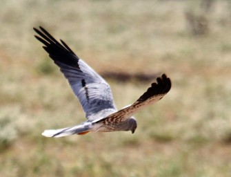 Jäger hegen die Wiesenweihe