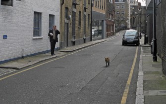 London: Fuchs beißt Finger ab