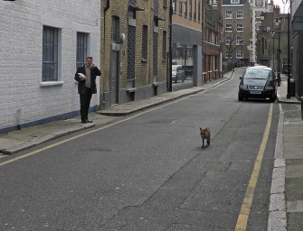 London: Fuchs beißt Finger ab