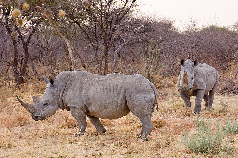wikipedia-nashorn1.jpg