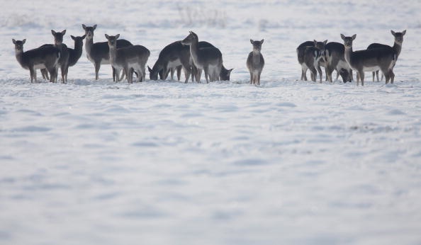 Freezing Temperatures Hit Germany