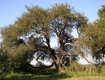 Wildapfel ist Baum des Jahres